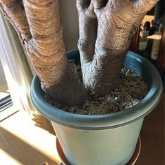 大きな 金のなる木 約1.2M