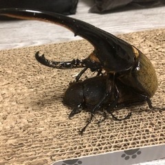 ヘラクレスオオカブト幼虫 1匹500円〜複数購入可 優良血統！の画像