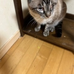 3歳くらいになってしまっている猫達ですが − 千葉県