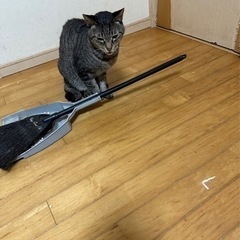 3歳くらいになってしまっている猫達ですが - 里親募集