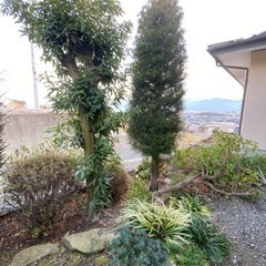 薪