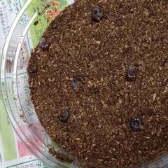 フォルスターフタマタクワガタ(原名)　幼虫(CBF1)6頭