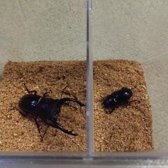 フォルスターフタマタクワガタ(原名)　幼虫(CBF1)6頭の画像