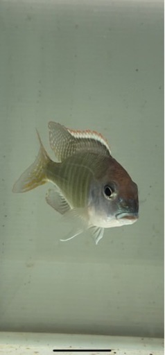 アフリカンシクリッド  レスリノプスレッドカップWILD 10㎝