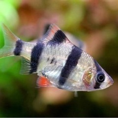 スマトラ 熱帯魚 6匹
