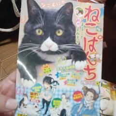 ねこぱんち５冊（決まりました）の画像