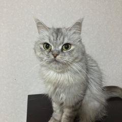 サイベリアン女の子です