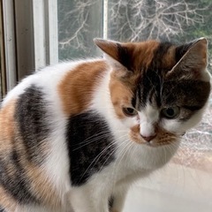 可愛い三毛猫ちゃん里親募集💕