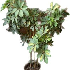決まりました。カポック　観葉植物