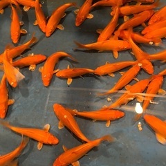 錦鯉　紅鯉　無地　10cm以上　1匹の画像