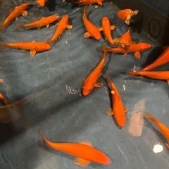 錦鯉　紅鯉　無地　10cm以上　1匹の画像