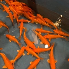 錦鯉　紅鯉　無地　10cm以上　1匹