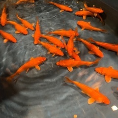 錦鯉　紅鯉　無地　10cm以上　1匹の画像