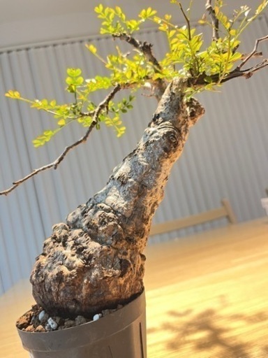 パキプス　発根済み