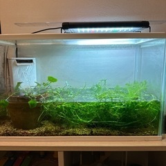 水槽で増えた水草です