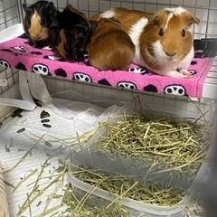 モルモット3兄弟　里親さん募集！
