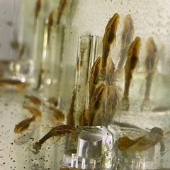 オトシンネグロ 若魚 