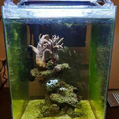 水槽、生体セット