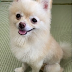 迷い犬