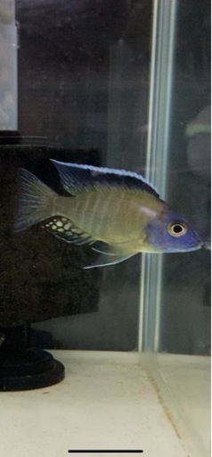 アフリカンシクリッド  アウロノカラスデベニーウジスヤ　#6 WILD F1 、7㎝　写真個体販売