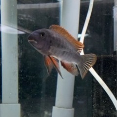 アフリカンシクリッド  ラベオトロフェウスレッドトップ　7㎝　ド...