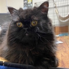 里親募集　ペルシャ猫の男の子