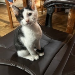 無事里親決まりました。ありがとうございました。
