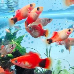 お話し中）ミッキーマウスプラティをあげますの画像