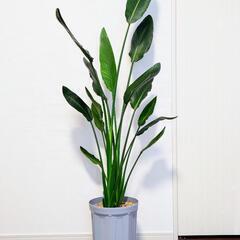 （観葉植物）ストレリチア・レギネ