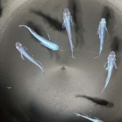 メダカ　カブキブルー✨の画像