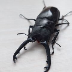 ギラファノコギリクワガタ　ペア