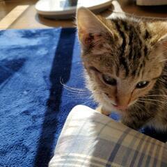 子猫1ヶ月半 (飼主無し確認済み)