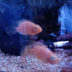 熱帯魚パロットファイヤー二匹セットの画像