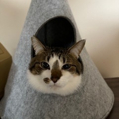 甘えん坊で優しいキジ白