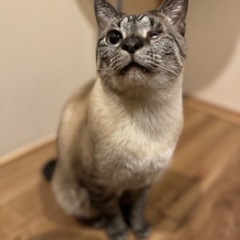 片目でもかっこいい政宗