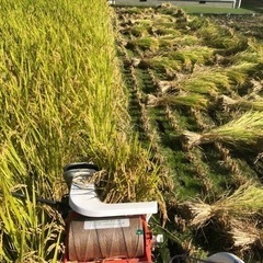 令和5年収穫🌾　ハザ掛米『風さやか』玄米30kg