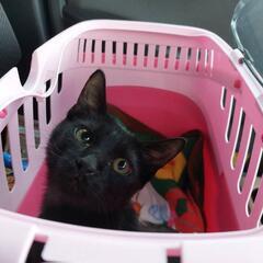 可愛い黒猫ハル君