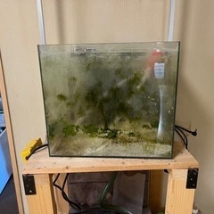 熱帯魚の水槽です！