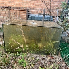 熱帯魚の水槽です！の画像