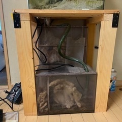 熱帯魚の水槽です！の画像