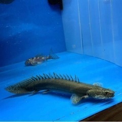 ポリプテルス　ビキールビキール　ダトニオ