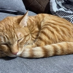 一時停止　子猫生後6ヶ月　