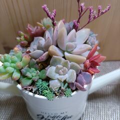★多肉植物寄せ植え 126★