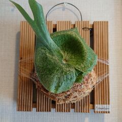 【お取引中】ビカクシダ プラティセリウム「スパーバム」板付け 壁掛け