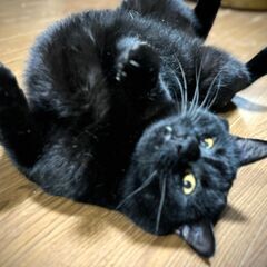 ★里親様✨募集致します★源内くん