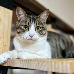 ★里親様✨募集致します★茶毛くん