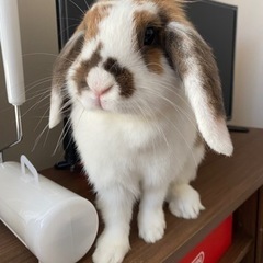 ミニロップイヤー 3歳