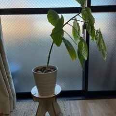 フィカス・ウンベラータ(室内)の画像