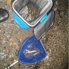 琵琶湖で最高鮮度のワカサギを取りましょう！