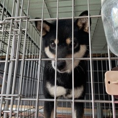 ブリーダー繁殖引退犬です